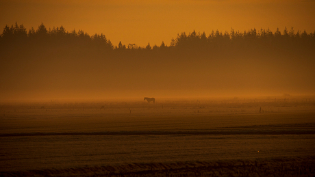 Paard in weiland bij zonsopkomst en ochtendnevel