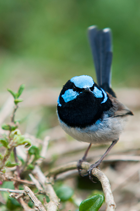 Blue fairy wren