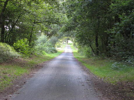 fietspad in een bos