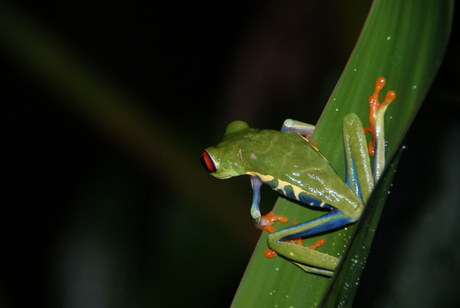 Kikker in Costa Rica