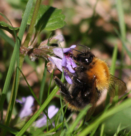 Hommel (2)