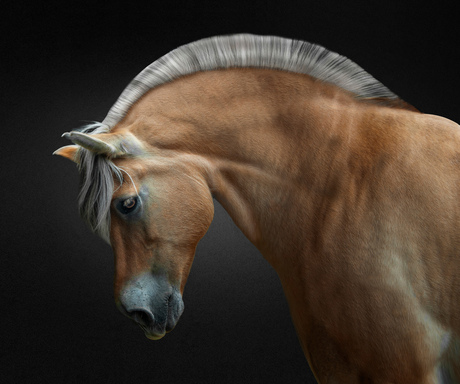 Horse 012