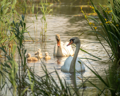 Familie zwaan