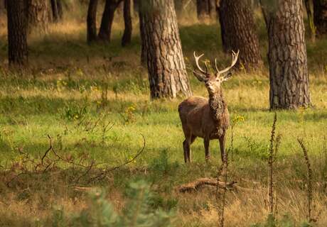 kus me eens, snoetje.