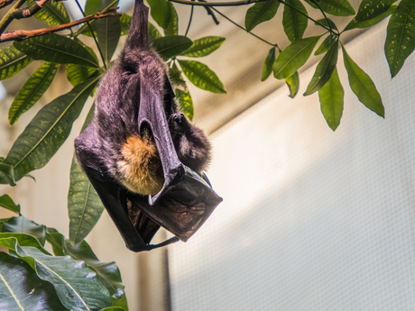  rodrigues fruit bat