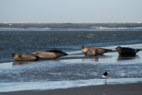 Zeehonden Schier