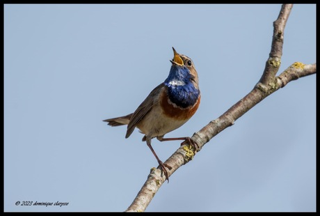 Blauwborst zingt uit volle borst