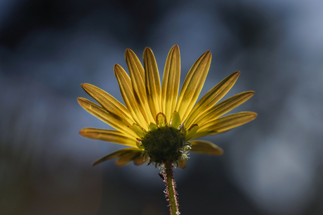 sun in the flower