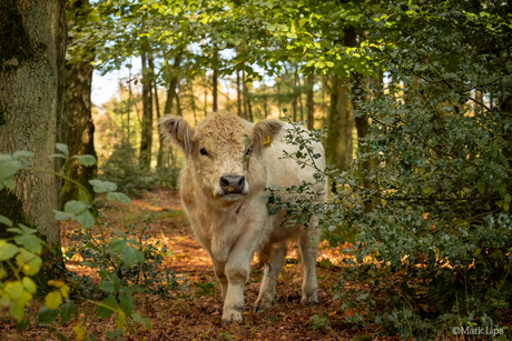 Stier in het bos