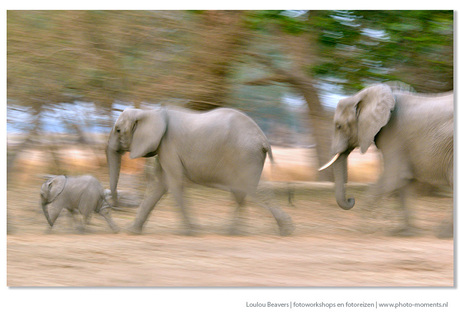 Elephant parade