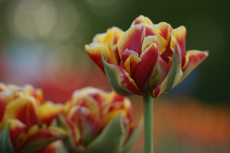 Colourfull Tulip