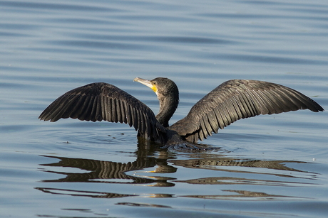 spread your wings