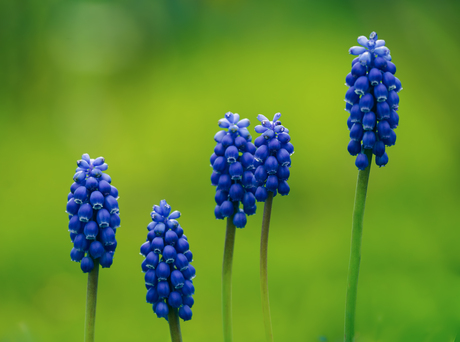 ... een symfonie van blauw en geel  ...