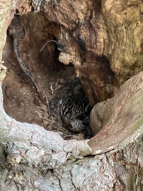 Broedende eend in holle boomstam