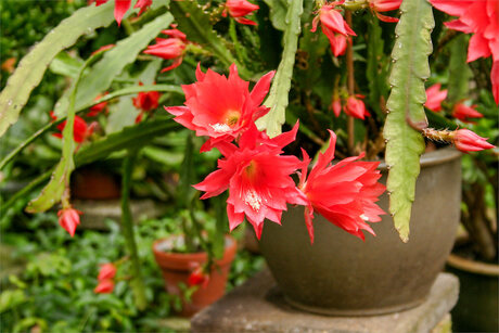 Epiphyllum in de tuin