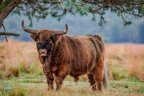 Schotse Hooglander