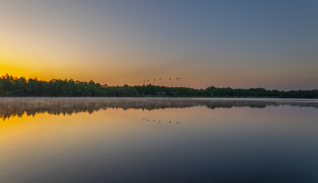 Vogel reflectie