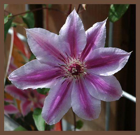 Clematis