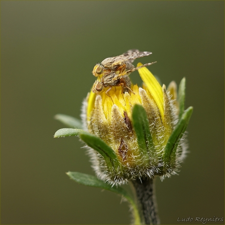 Dioxyna bidentis