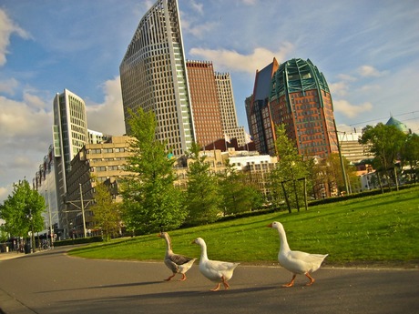 Geese visiting a city