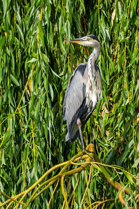 blauwe reiger