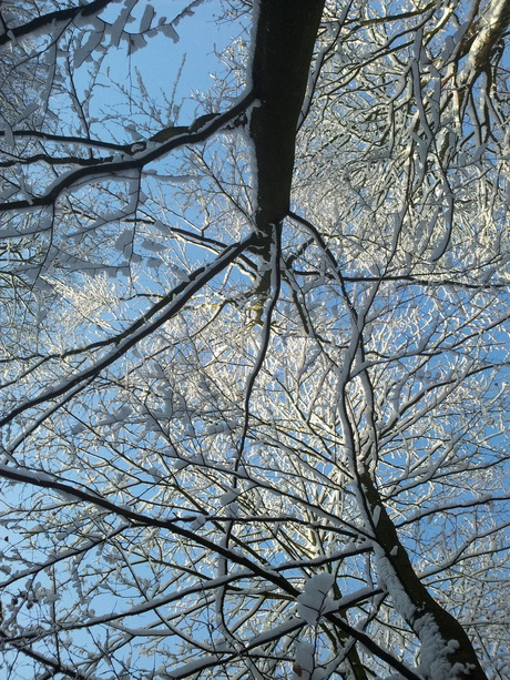 Sneeuwtakken in het zonlicht