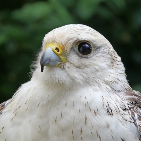 Buizerd ?