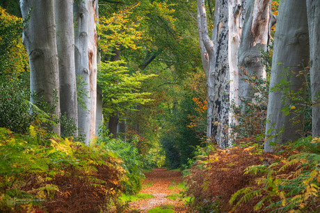 Autumn Passage