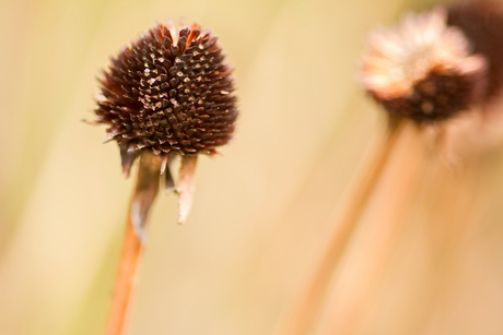 Zaaddoos Rudbeckia.