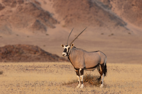 Oryx 