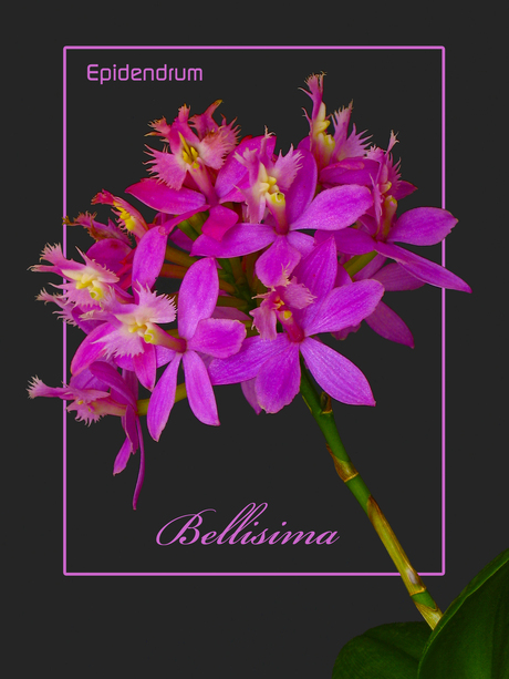 Epidendrum bellisima