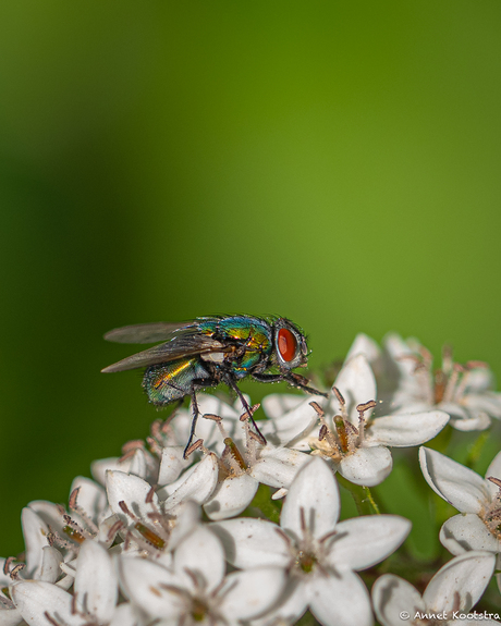 Lucilia sericata