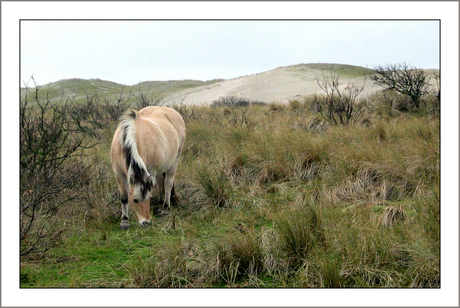 Eenzaam paard