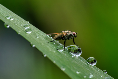 Na een regenbui.