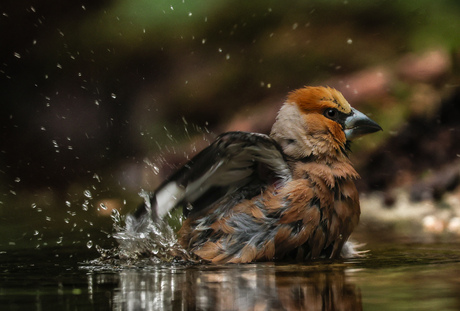 De wassende mannetjes appelvink 