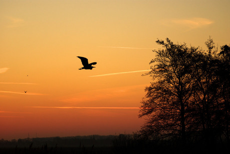 Reiger