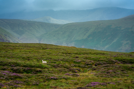 Verdwaald schaap in Wales