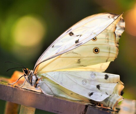 Witte Morpho