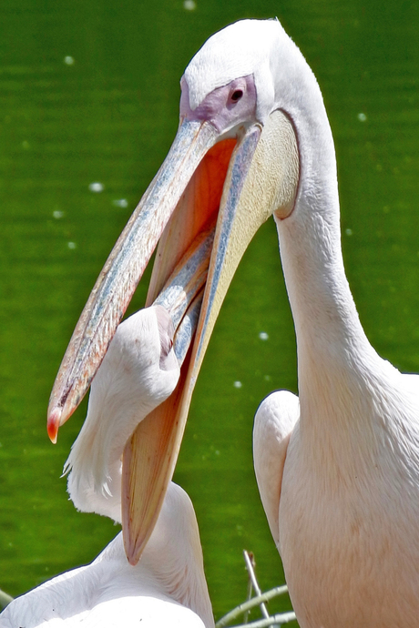 Roze pelikaan voedt jong