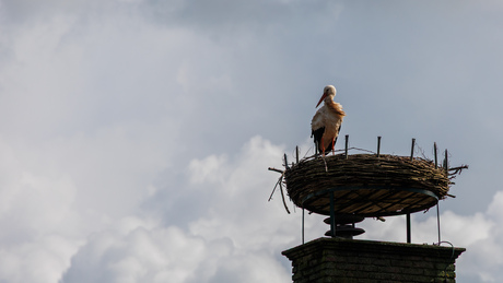 Ooievaar op het nest