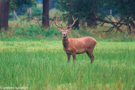 een edelhertbok allert in het veld