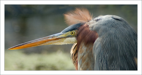 Purperreiger