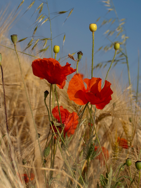 klaproos in de zon