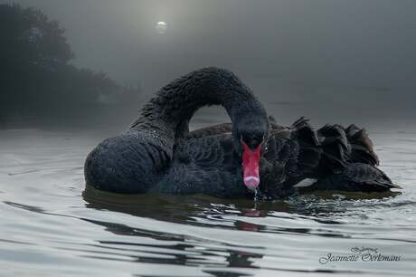 The Black Swan....