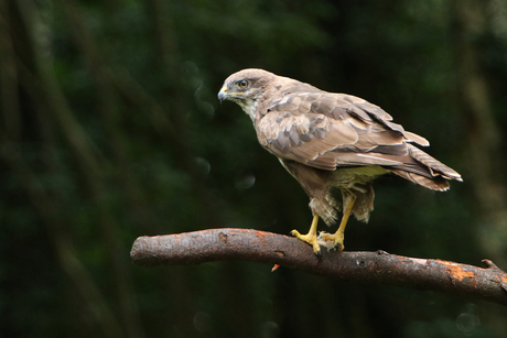 Buizerd