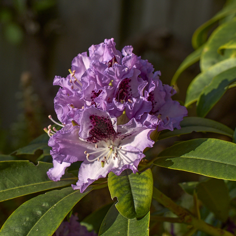 Rhododendron in bloei