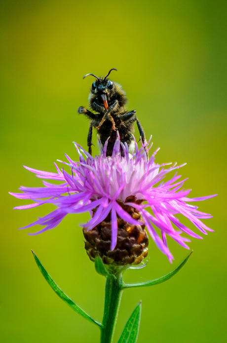 Bee happy!