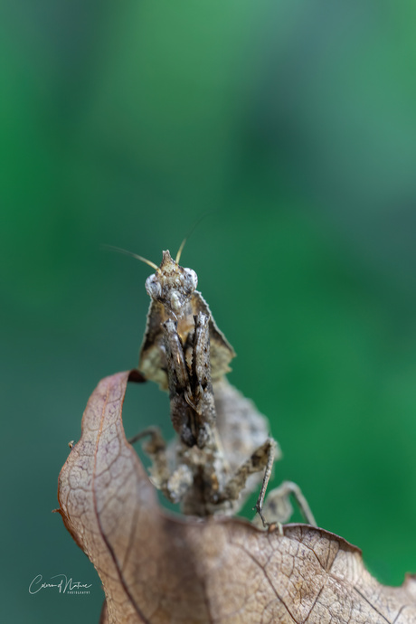 Parablepharis kuhlii