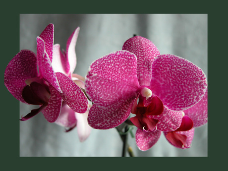 Weer een orchidee