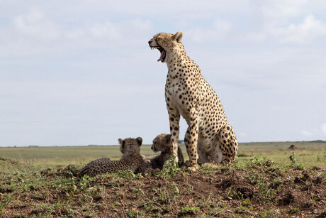 Sheetah met welpen Serengeti Tanzania